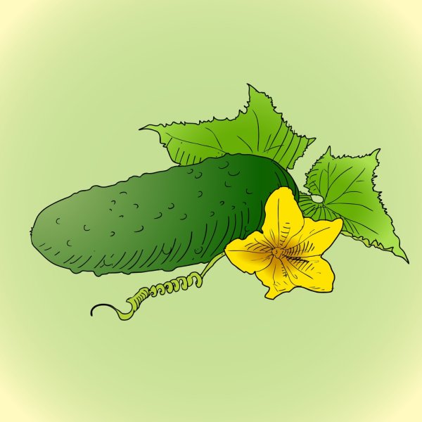 Лист огурца