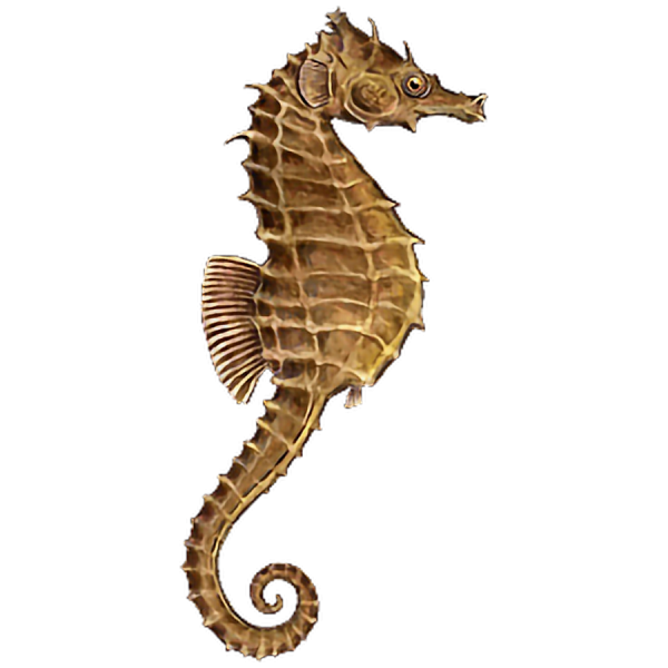 Морской конек