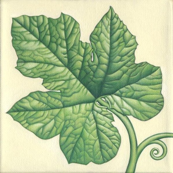 Арбузный лист