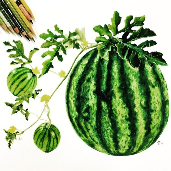 Листья арбуза