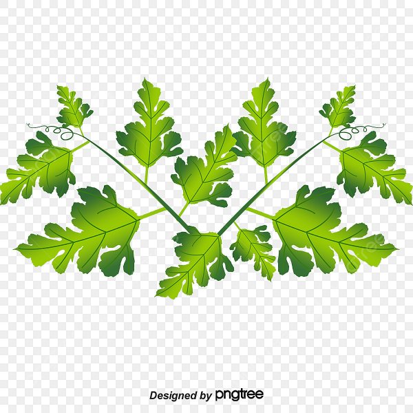 Иллюстрации векторные Арбуз с листиками