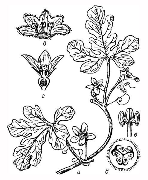 Листья дыни