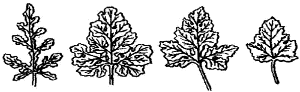 Иллюстрации векторные Арбуз с листиками
