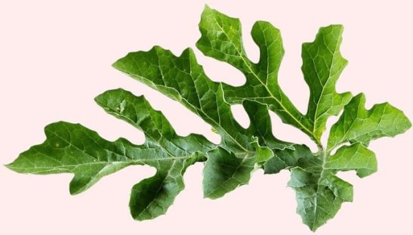 Арбуз раскраска для детей