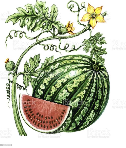 Листья арбуза