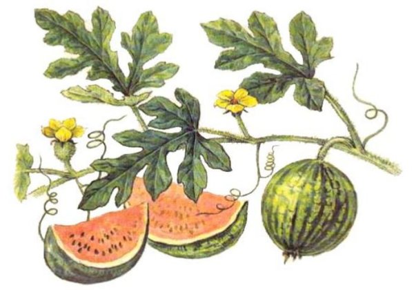 Листья арбуза