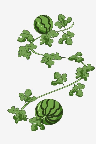 Листья арбуза