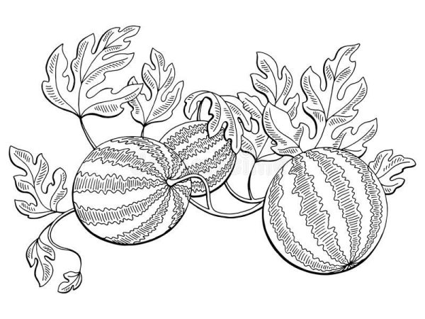 Листья арбуза