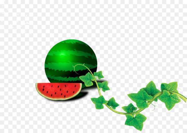 Стебель арбуза