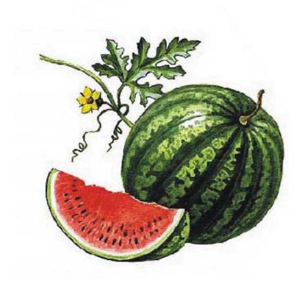 Листок арбуза