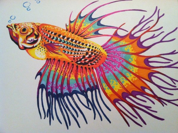 Рыбы цветными карандашами