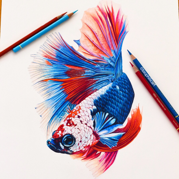 Рыбки маркерами