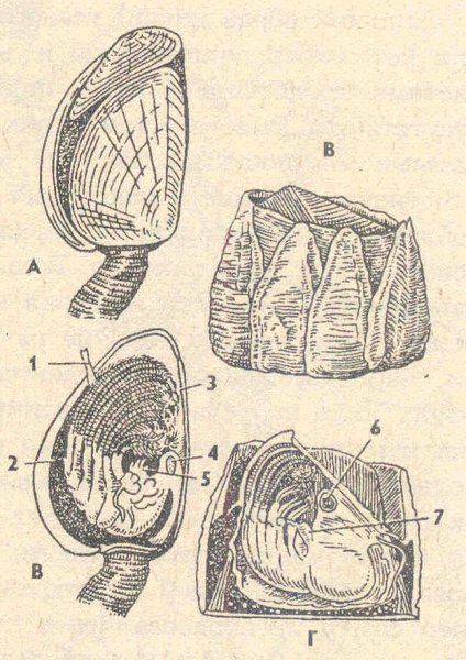 Отряд Усоногие строение