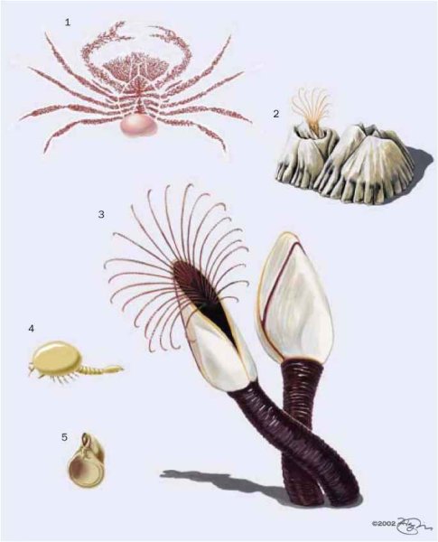 Усоногие рачки балянусы