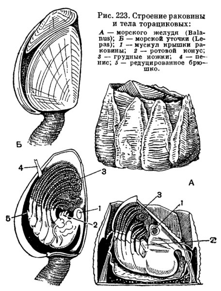 Усоногие строение