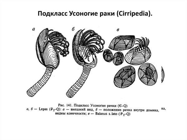 Подкласс Усоногие