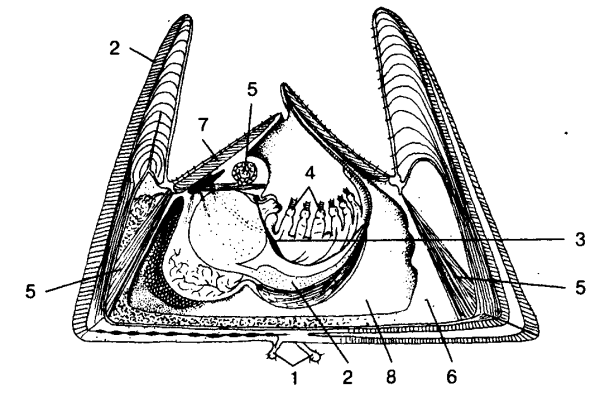 Морской Желудь строение