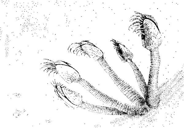 Морская уточка строение