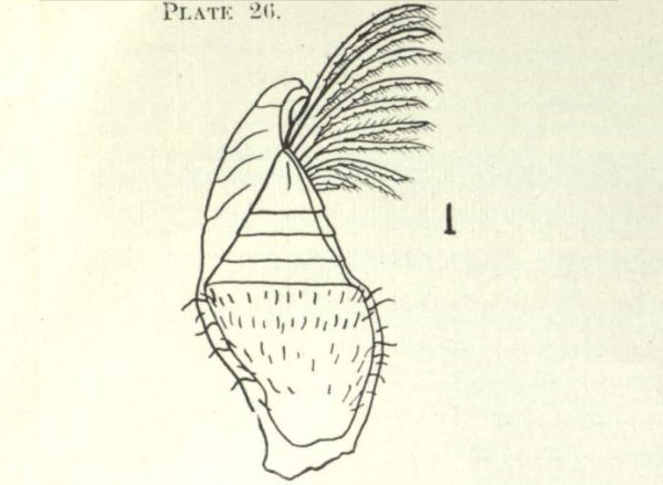 Стебельчатое основание крыльев