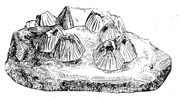 Балянус морской Желудь