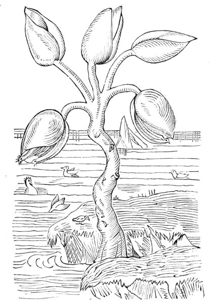 Гусиное дерево