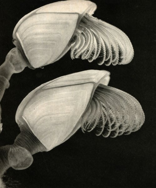 Морские желуди ракообразные