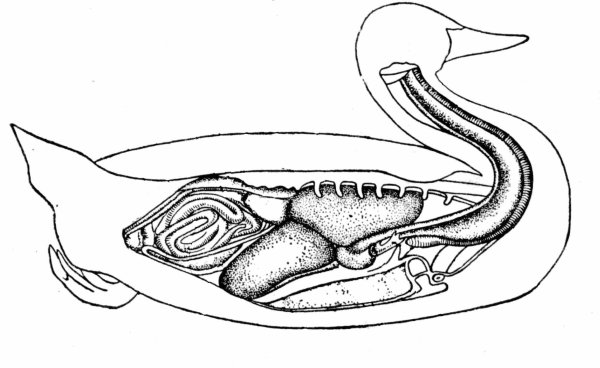 Пищеварительная система утки анатомия