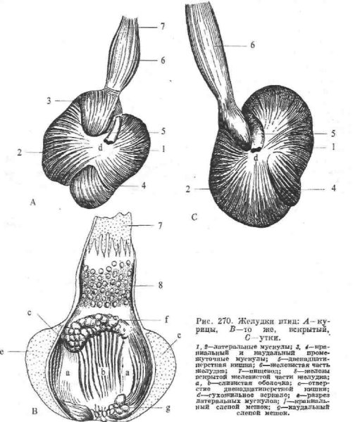 Строение желудка курицы анатомия