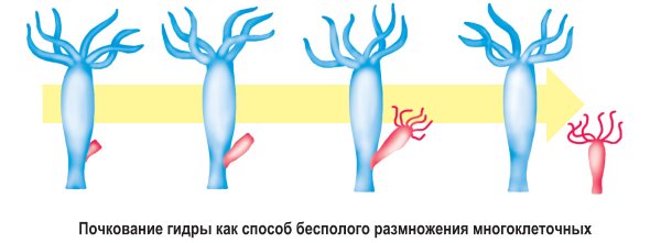 Бесполое размножение гидры