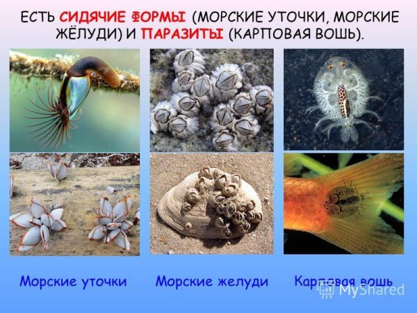 Усоногие ракообразные представители