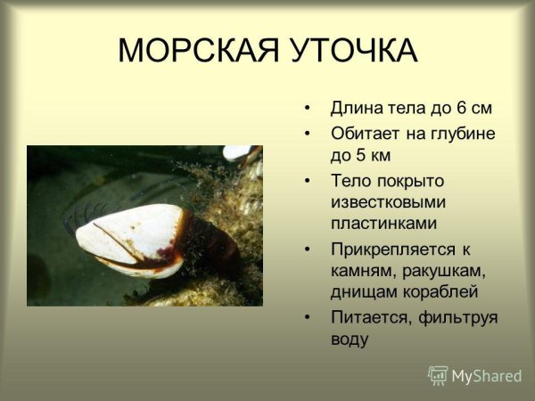 Морская уточка строение