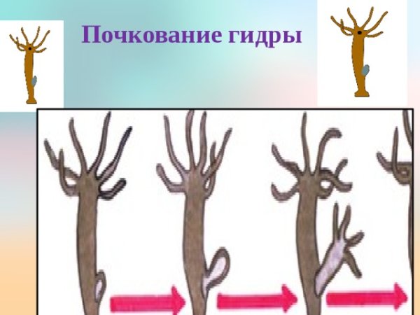 Организмы размножающиеся почкованием