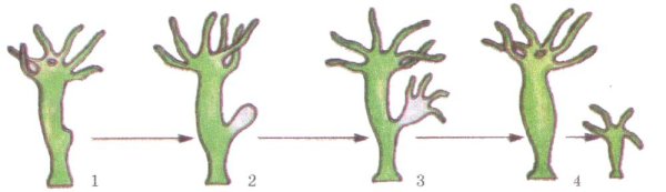 Размножение виды gjxrjdfybt