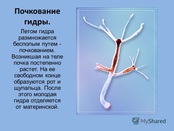 Схема процесса почкования