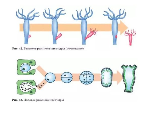Размножение почкованием