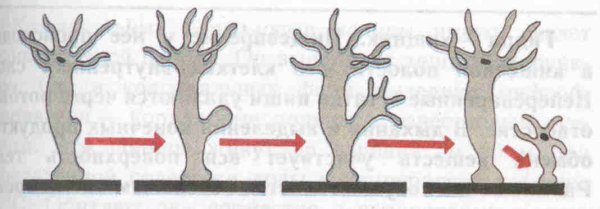 Кишечнополостные гидра почкование