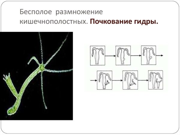 Почкование гидры это бесполое размножение