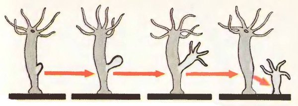 Почкование гидры это бесполое размножение