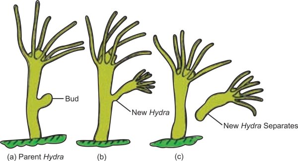 Почкование бесполое размножение