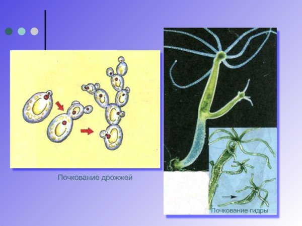 Кишечнополостные гидра почкование