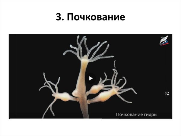 Способы бесполого размножения почкование