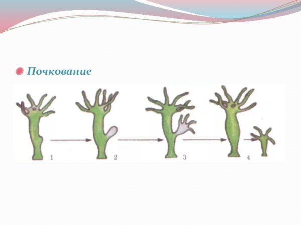 Почкование пресноводной гидры