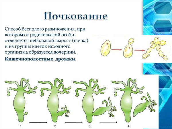 Схема бесполого размножения гидры