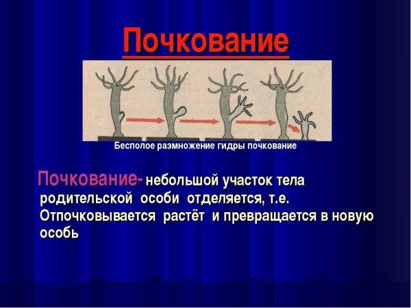 Почкование дрожжей и гидры