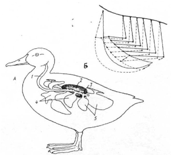 Дыхательная система уток