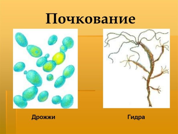 Бесполое размножение пресноводной гидры