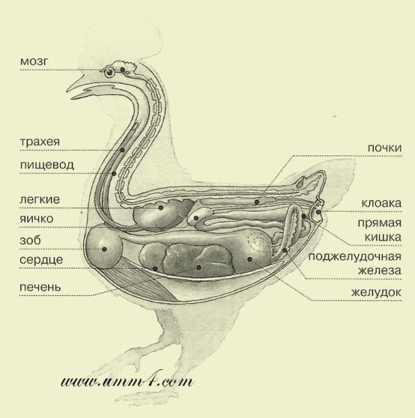 Строение гуся внутренности