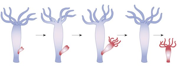 Гидра на белом фоне