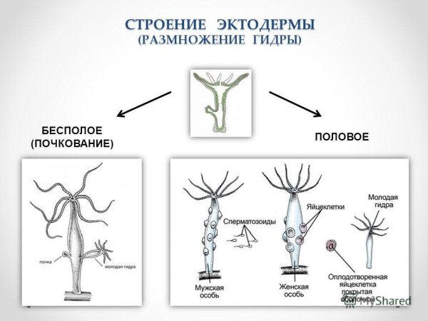 Почкование гидры это бесполое размножение