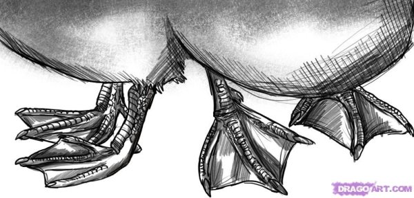 Лапы уток рисунок